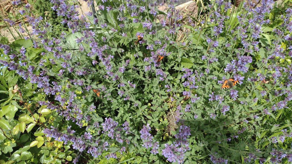 Mehr Farbe und Vielfalt in den Gärten – Pflanzenbestellaktion 2025/26